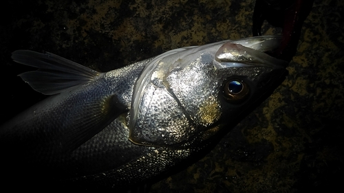 フッコ（マルスズキ）の釣果