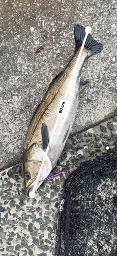 シーバスの釣果