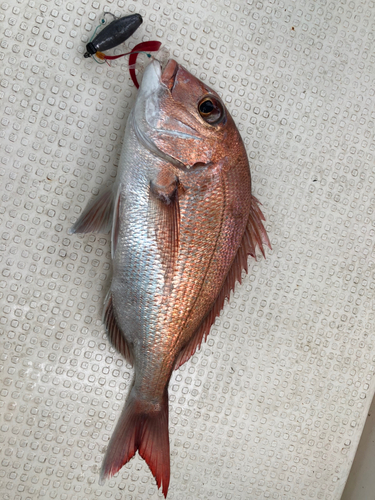 マダイの釣果