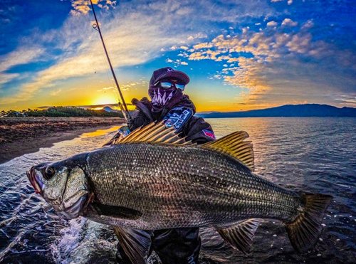 ヒラスズキの釣果