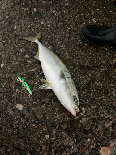 ツバスの釣果