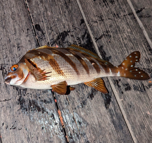 タカノハダイの釣果