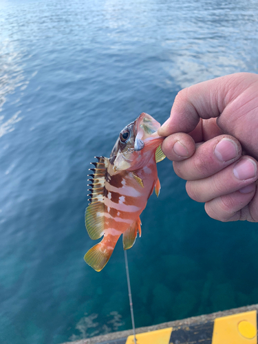 オオモンハタの釣果