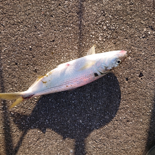 コノシロの釣果