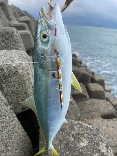 ヤズの釣果