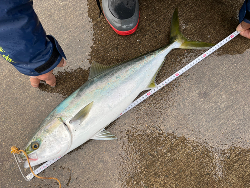 メジロの釣果