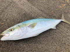 ワラサの釣果