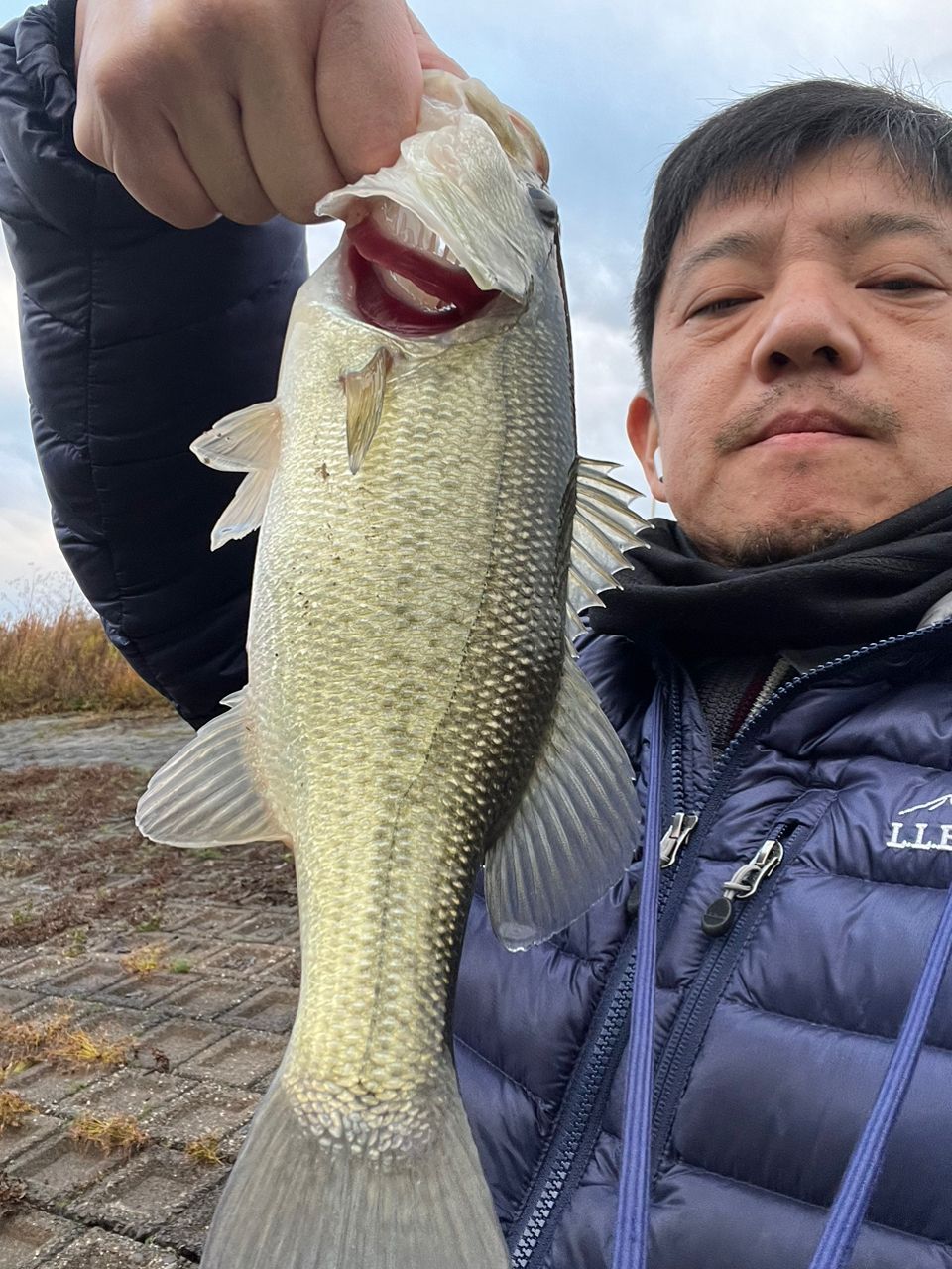 ラージマウスバス
