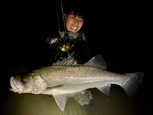 ヒラスズキの釣果