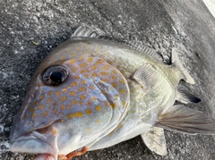 コロダイの釣果