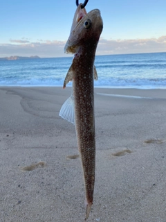 エソの釣果