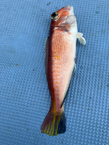 アマダイの釣果