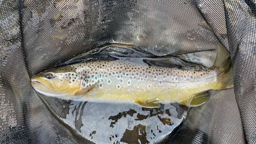 ブラウントラウトの釣果