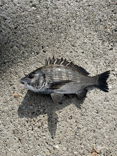 クロダイの釣果