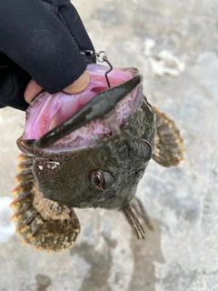 カジカの釣果