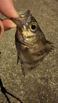 メバルの釣果