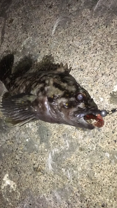 オウゴンムラソイの釣果