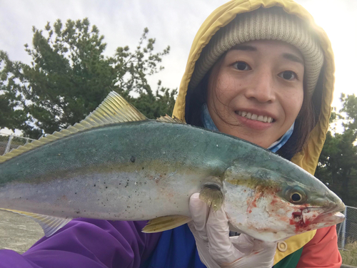 ハマチの釣果