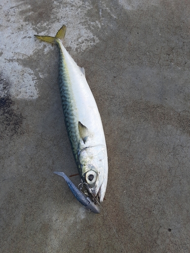 マサバの釣果