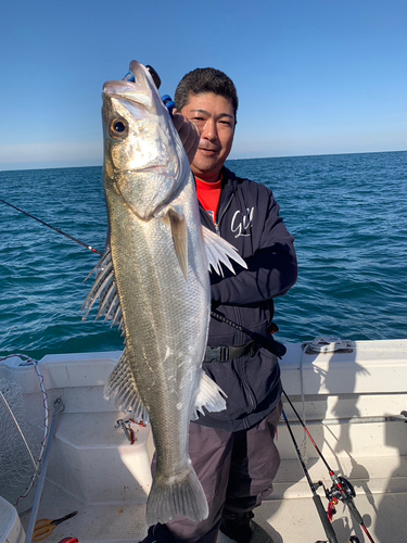 スズキの釣果