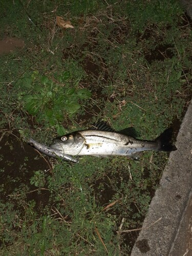 シーバスの釣果