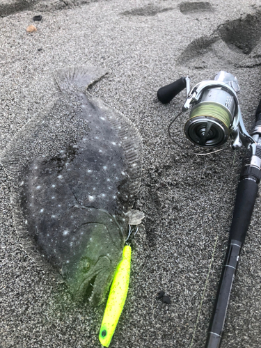 ヒラメの釣果