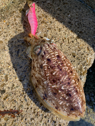 コウイカの釣果