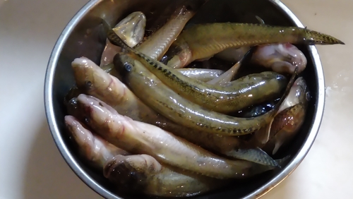 マハゼの釣果