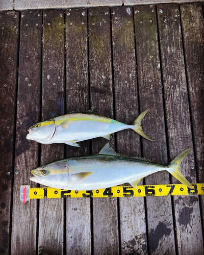 ブリの釣果