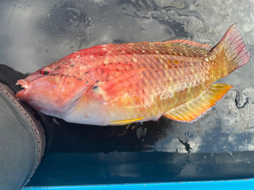 アカササノハベラの釣果