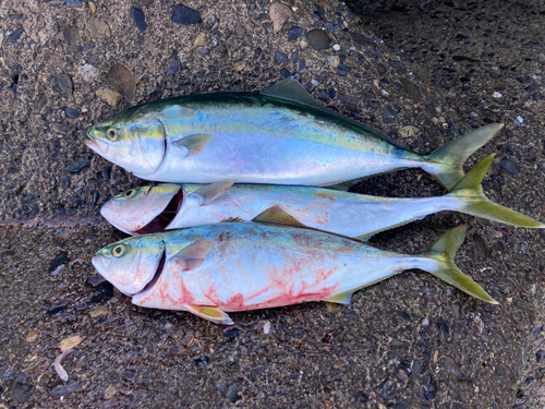 イナダの釣果