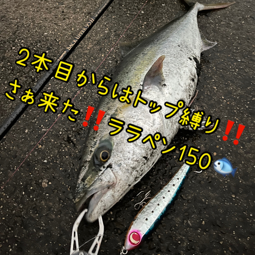 メジロの釣果