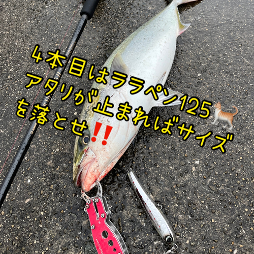 メジロの釣果