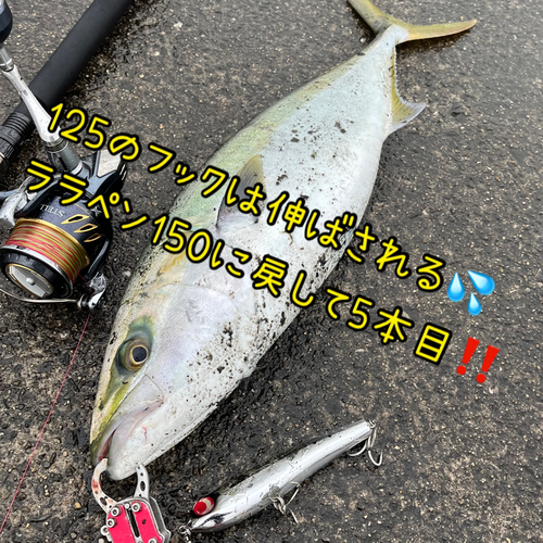 メジロの釣果