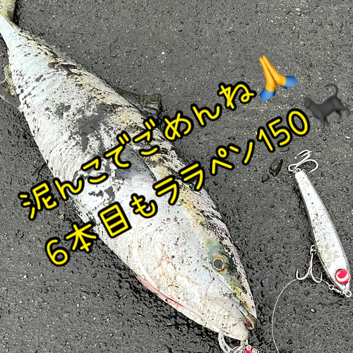 メジロの釣果