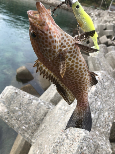 オオモンハタの釣果