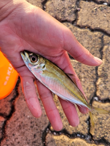 マアジの釣果