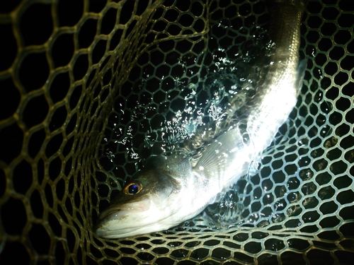 フッコ（マルスズキ）の釣果