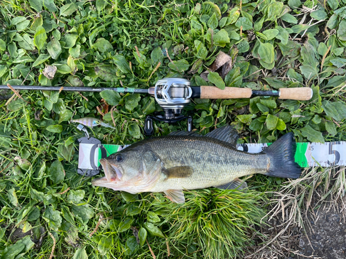 ブラックバスの釣果