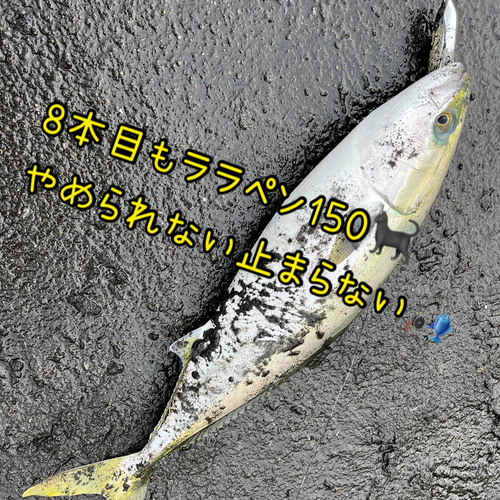 メジロの釣果