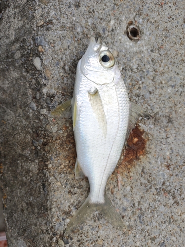 ミナミクロサギの釣果