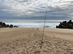 イナダの釣果