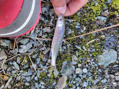 ヘラブナの釣果