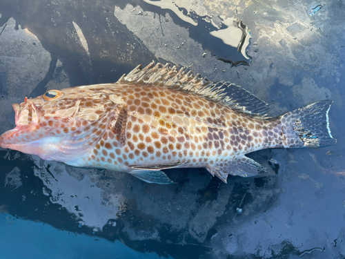 オオモンハタの釣果