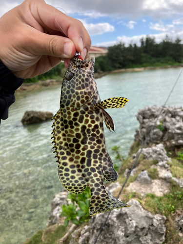 イシミーバイの釣果