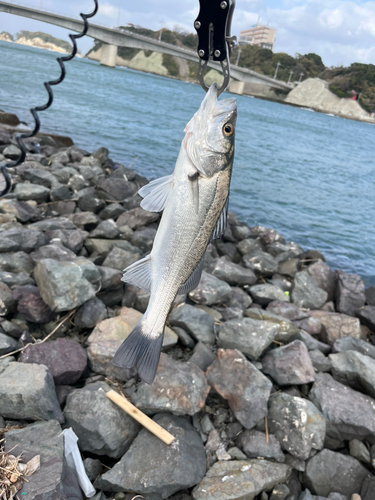 セイゴ（マルスズキ）の釣果