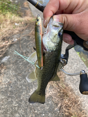 ブラックバスの釣果