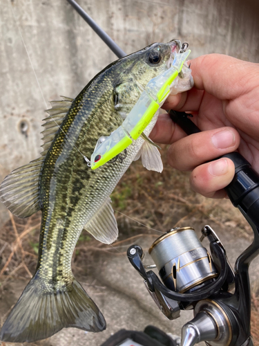 ブラックバスの釣果