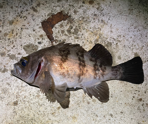 メバルの釣果