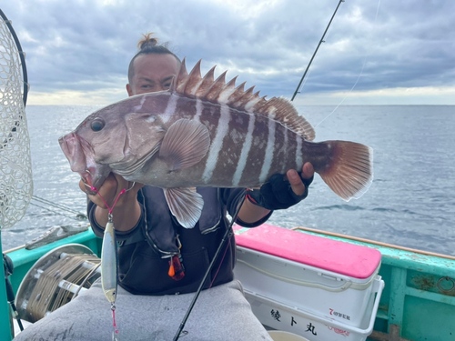 マハタの釣果